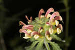 Lousewort